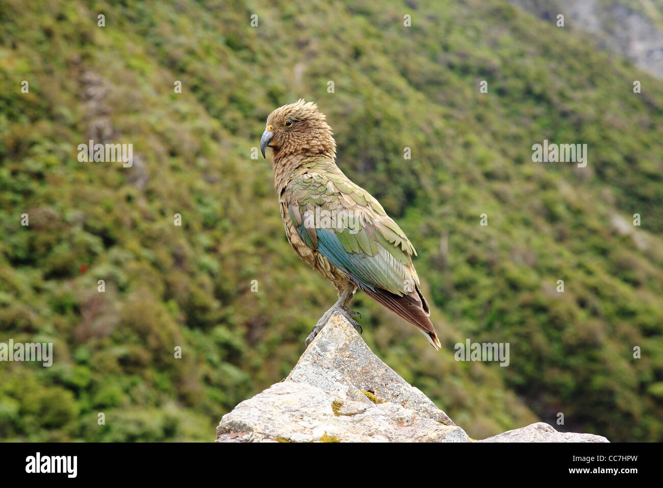 Kea Berg Papagei. Heimisch in alpinen Regionen von Neuseeland Stockfoto