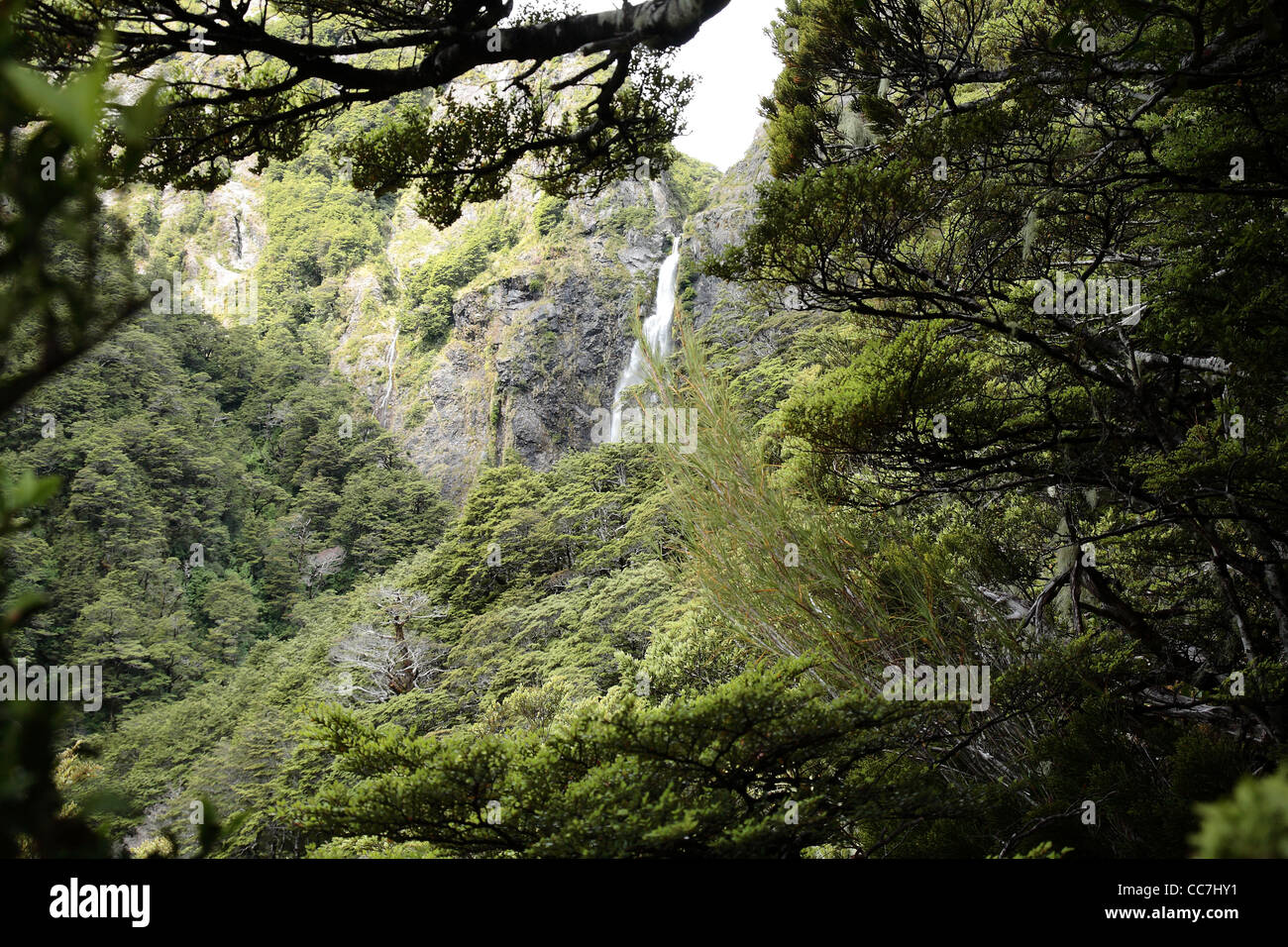 Nothofagus Strand Wald und einem Wasserfall an Arthurs Pass New Zealand Stockfoto