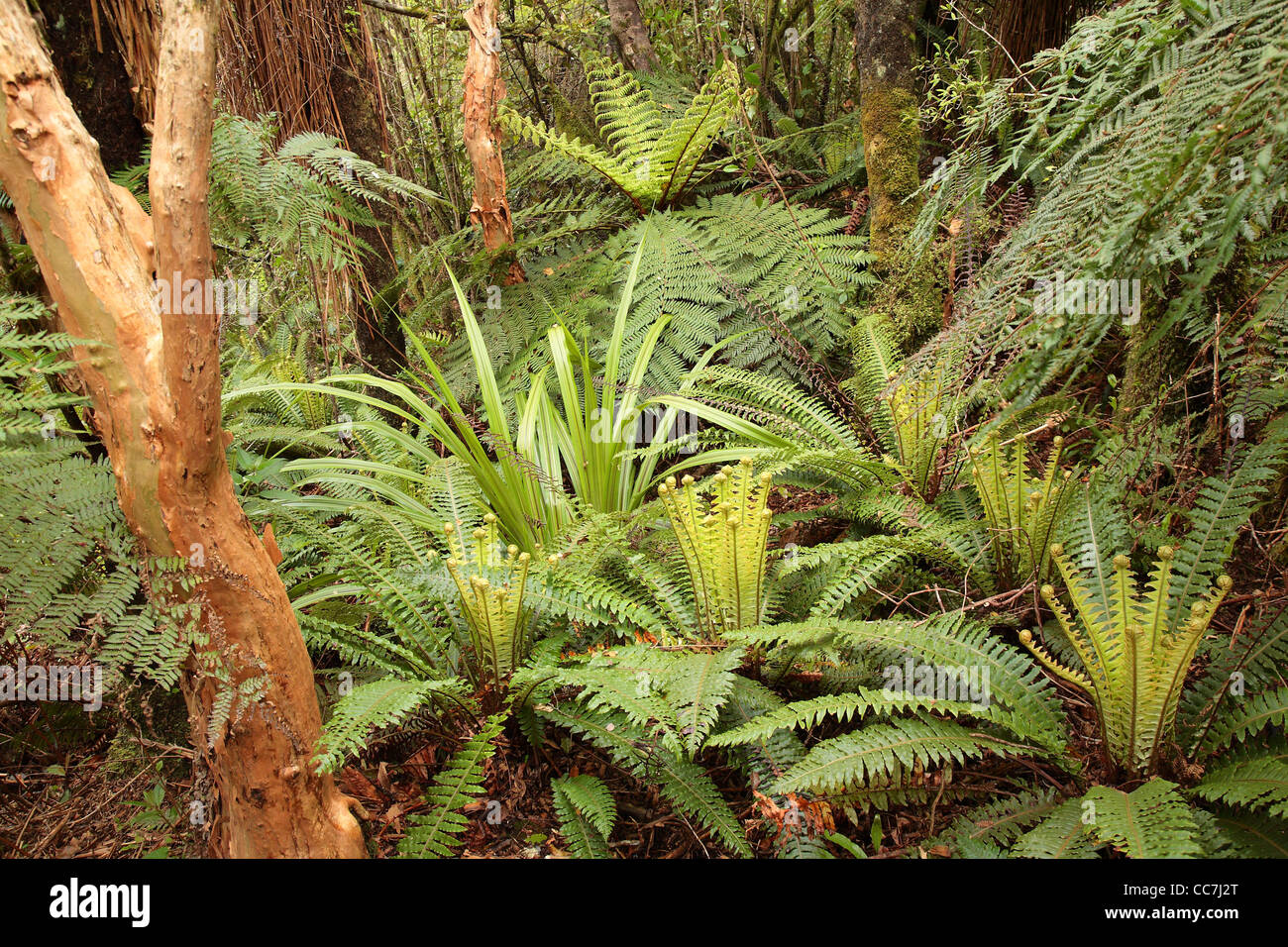 Cyathea Smithii und Blechnum verfärben in gemäßigten Wäldern in Dunedin, Neuseeland Stockfoto