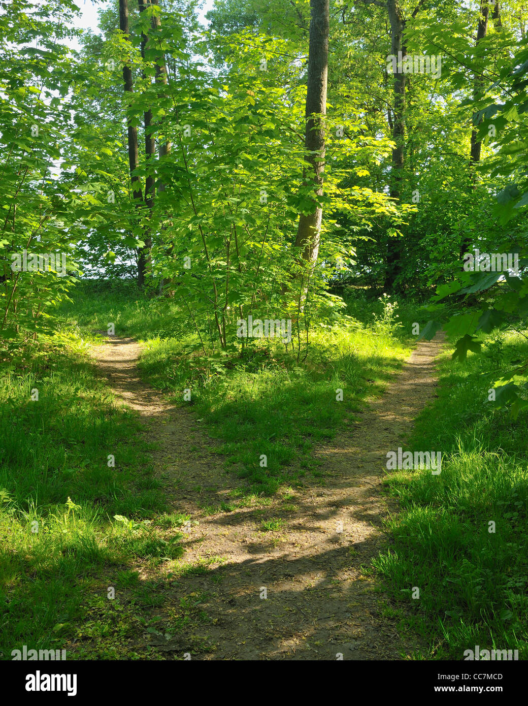 Gespaltener Weg im Wald, Mohnesee, Kreis Soest, Suedufer, Nordrhein-Westfalen, Deutschland Stockfoto