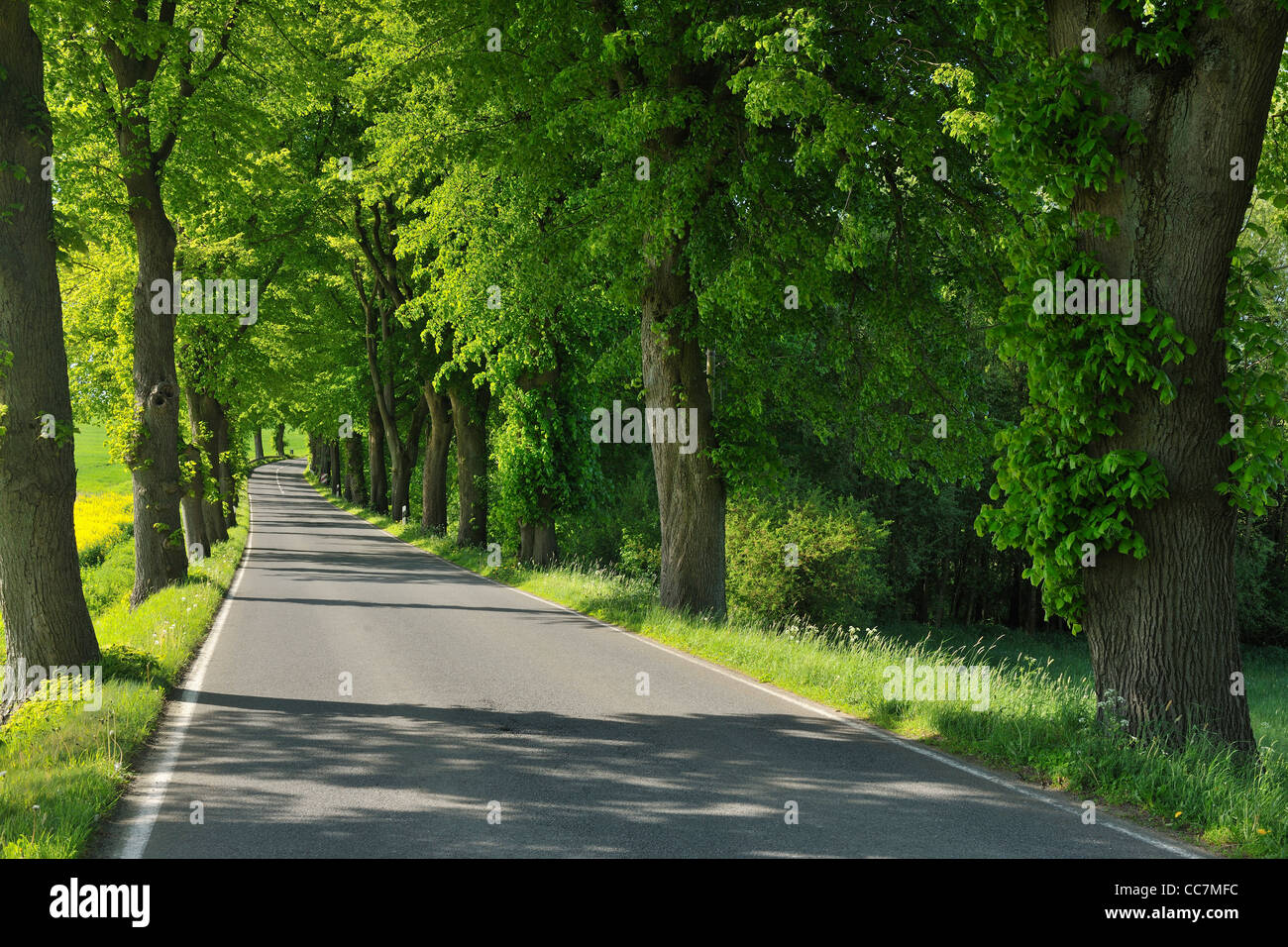 Von Bäumen gesäumten Straße, Mohnesee, Soest Bezirk, Suedufer, Nordrhein-Westfalen, Deutschland Stockfoto
