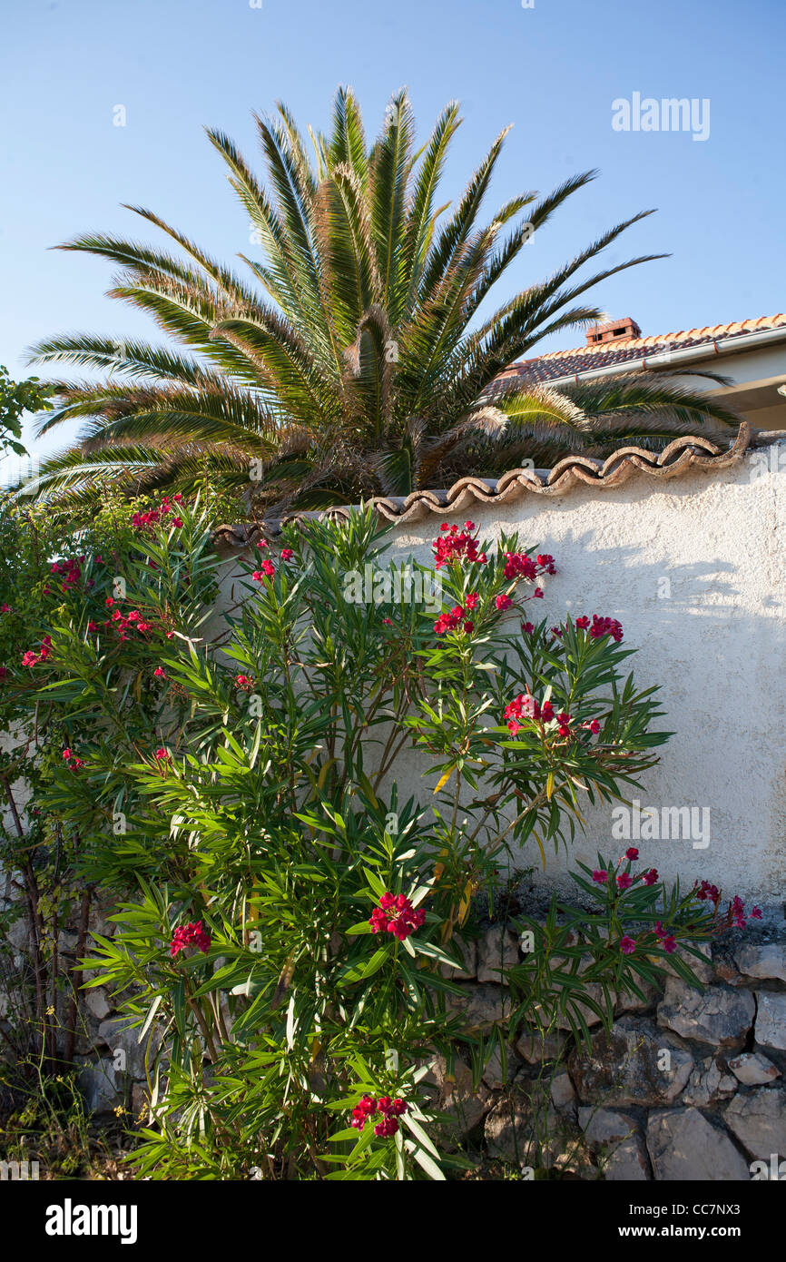 Mediterranen Garten. Stockfoto