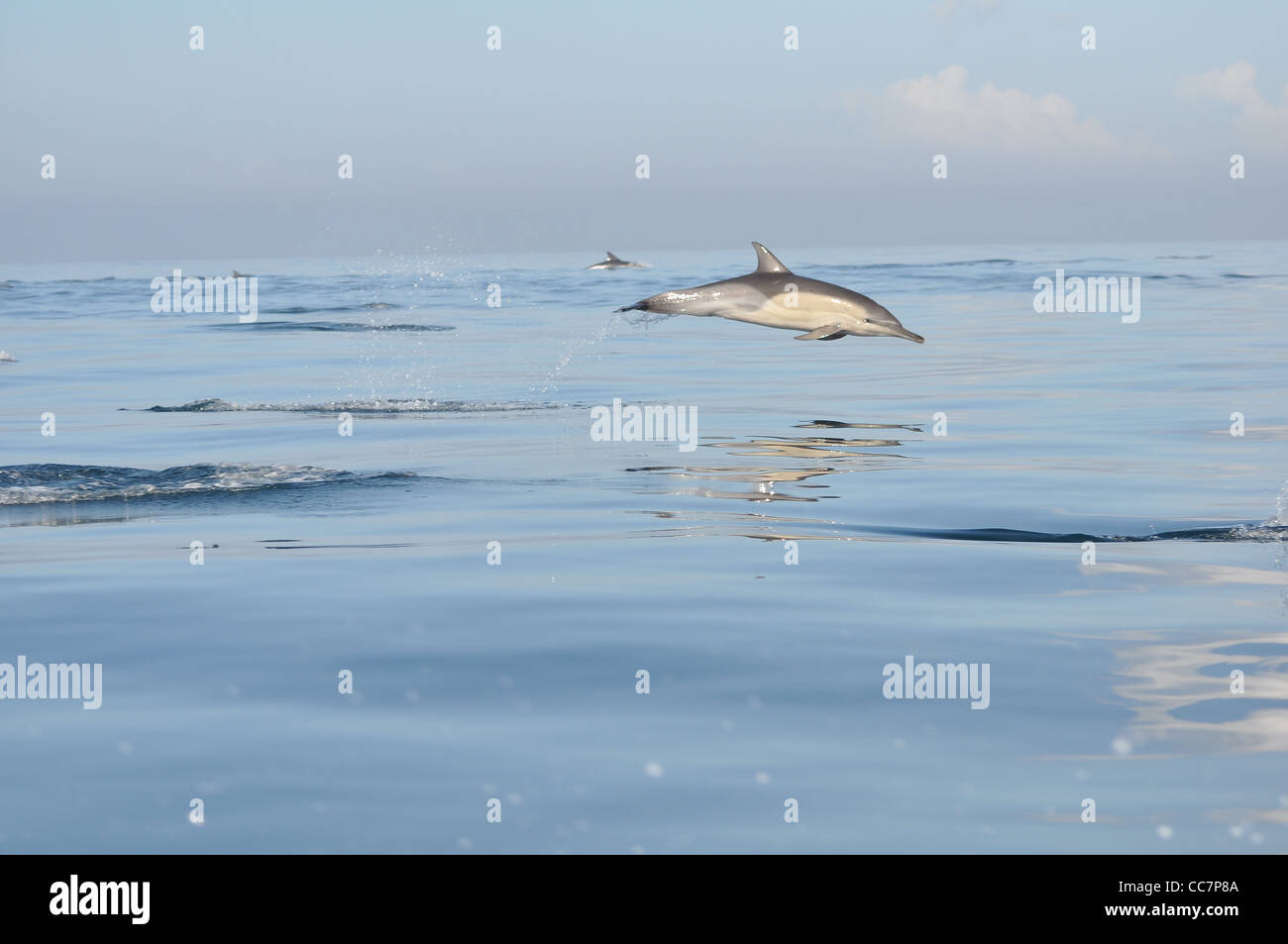Gemeiner Delfin in der Sonne spielen Stockfoto