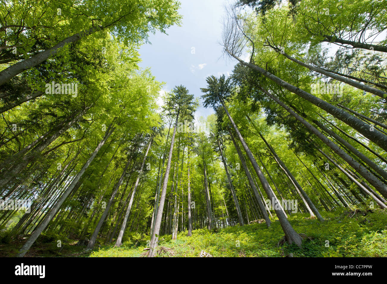 grünen Wald im Frühjahr auf der Suche nach oben mit einem Weitwinkel Stockfoto