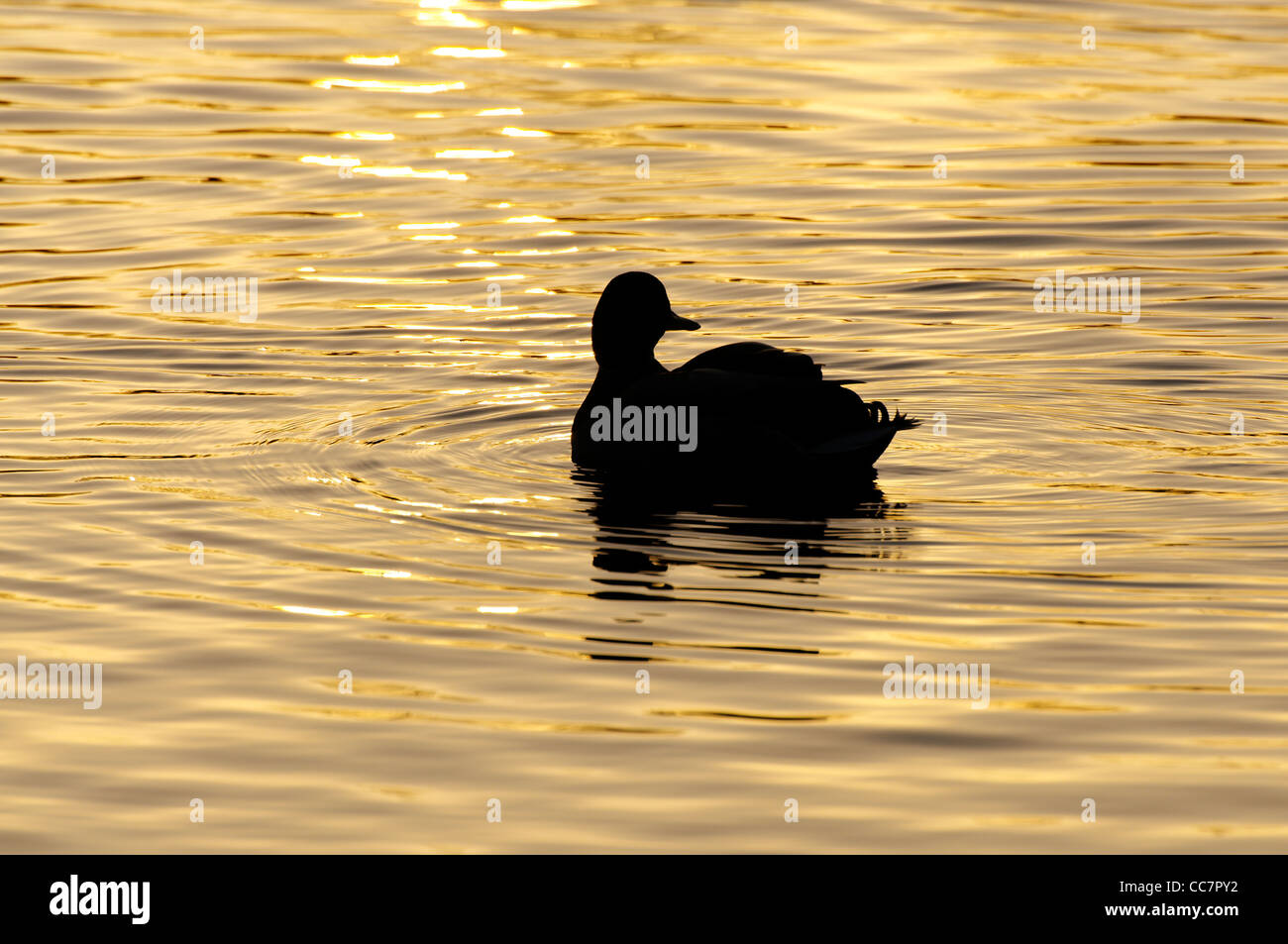 Eine Stockente am goldenen See in der Dämmerung Stockfoto