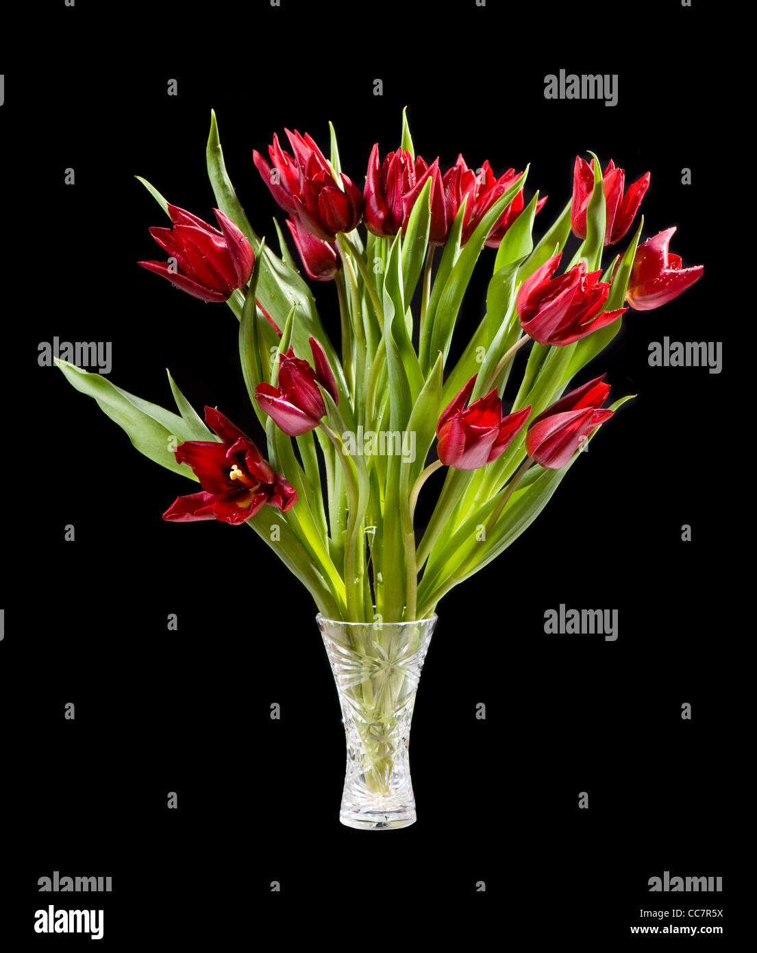 Rot geschnitten Tulpen Strauß in Glasvase isoliert Stockfoto