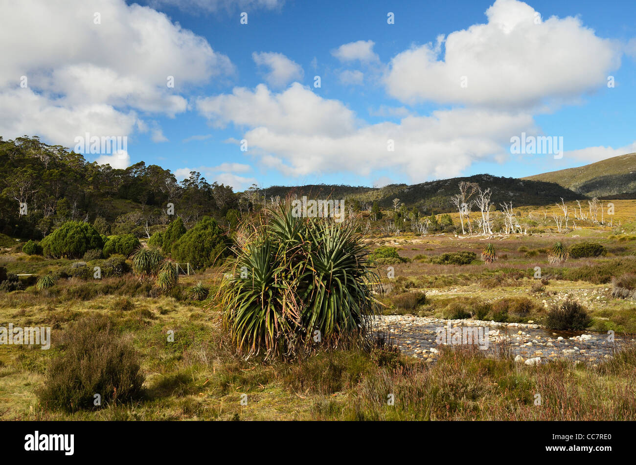 Landschaft in der Nähe von Waldheim, Cradle Mountain-Lake St. Clair National Park, UNESCO World Heritage Area, Tasmanien, Australien Stockfoto