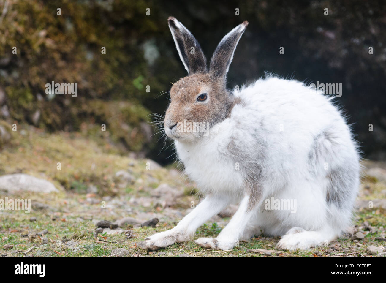 männlichen weißen Schneehasen (lat. Lepus Timidus) im Frühjahr Stockfoto