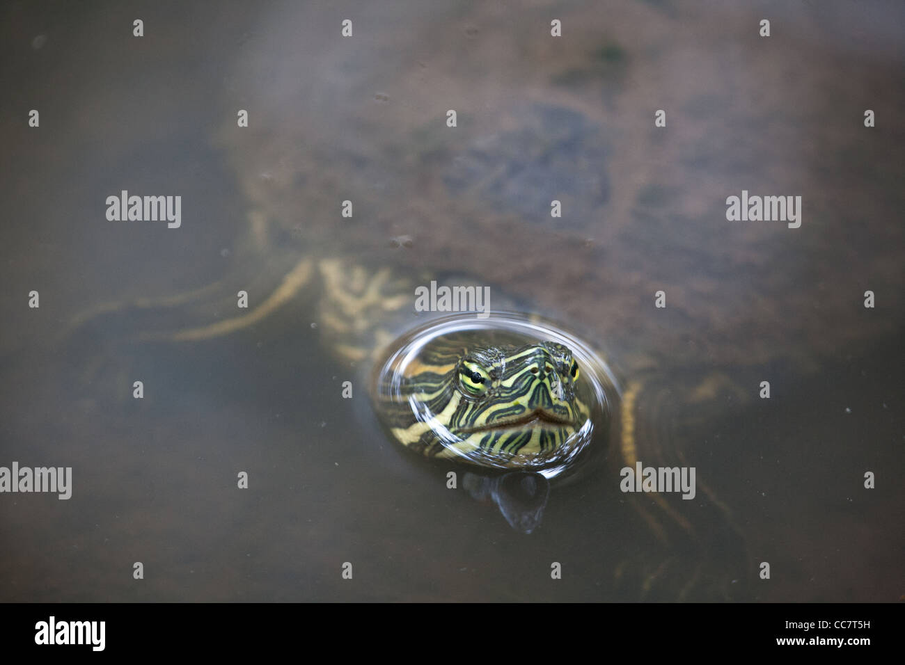 Rot-eared Slider Schildkröte in einem Teich im Stadtpark, Provinz Panama, Republik von Panama. Stockfoto