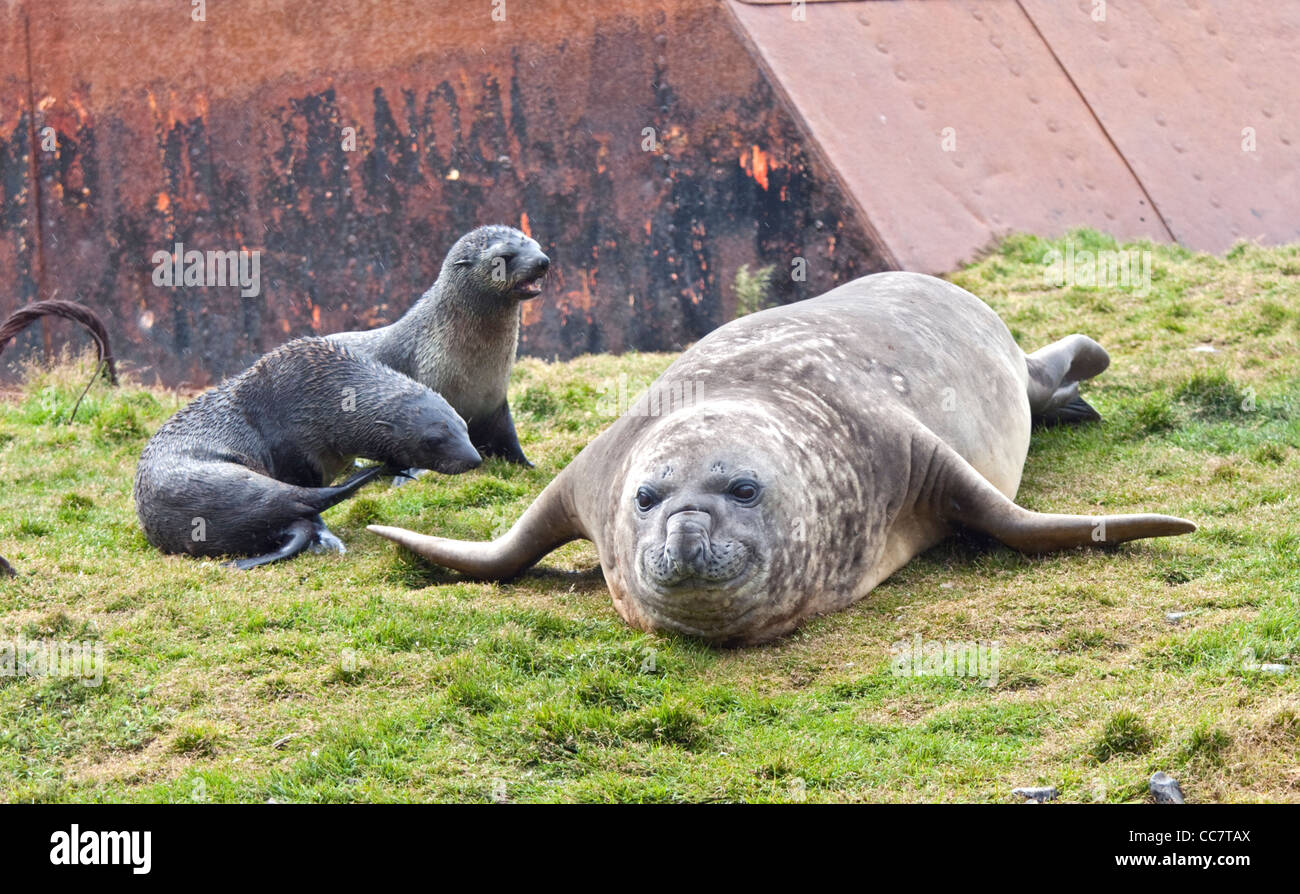 Antarktischen Seebären (Arctocephalus Gazella) und südlichen See-Elefanten (Mirounga Leonina), Hafen von Grytviken, Südgeorgien Stockfoto