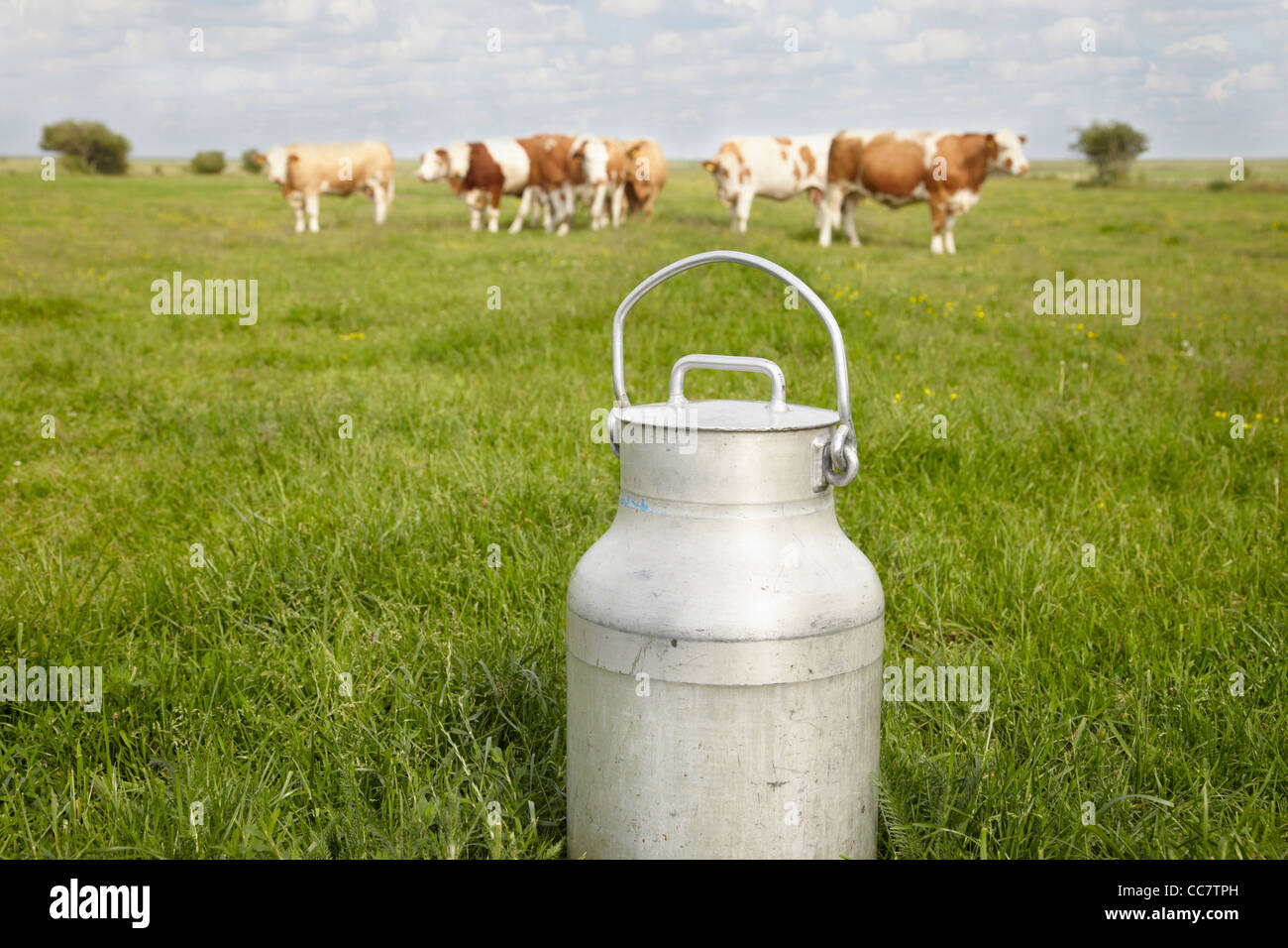 Milchkanne und Kühe im Bereich, Havneby, Syddanmark, Dänemark Stockfoto