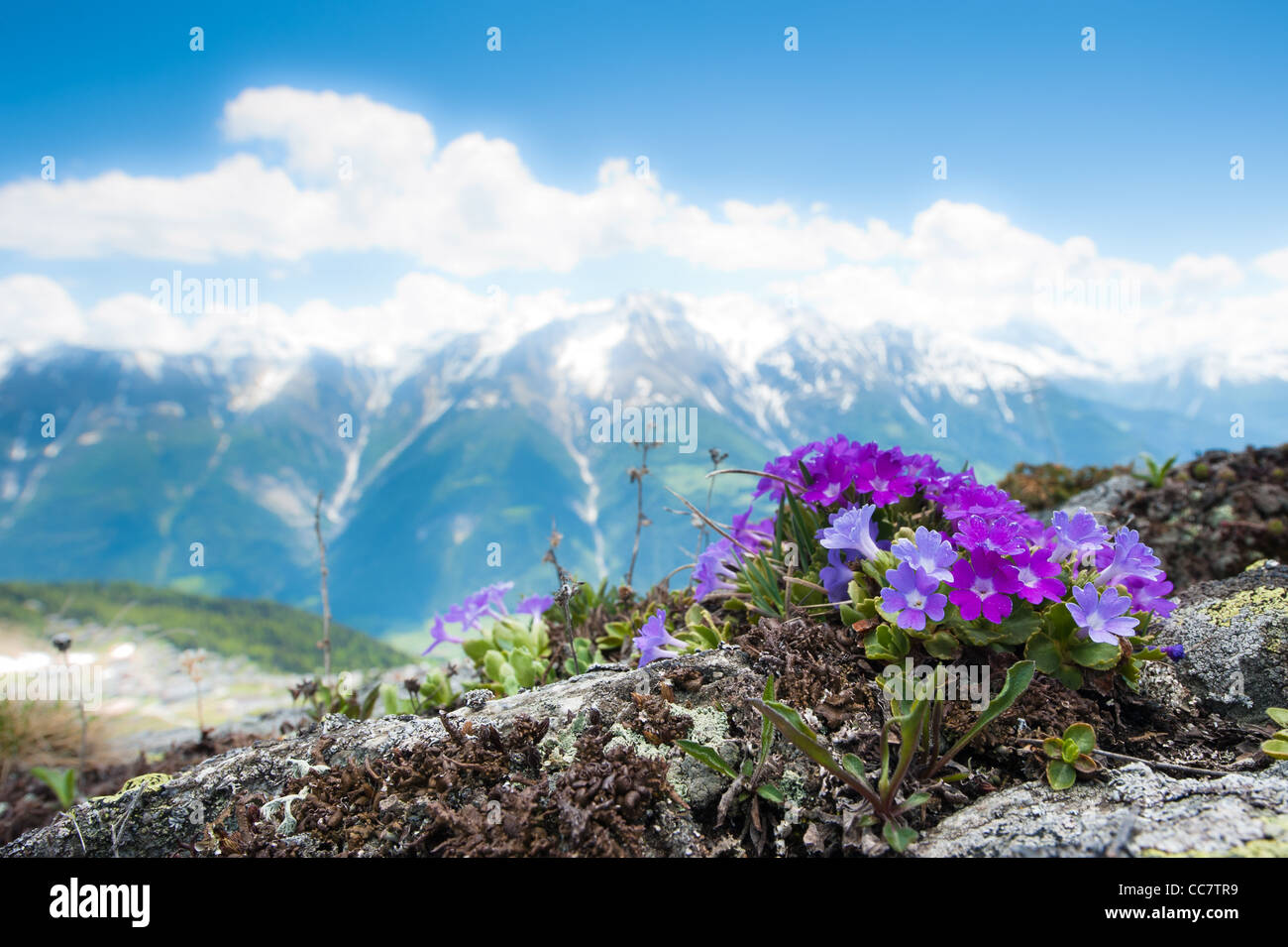 Rosa Alpenblumen im Frühling auf einem Felsen mit Bergpanorama im Hintergrund. Fiescheralp, Wallis, Schweiz Stockfoto