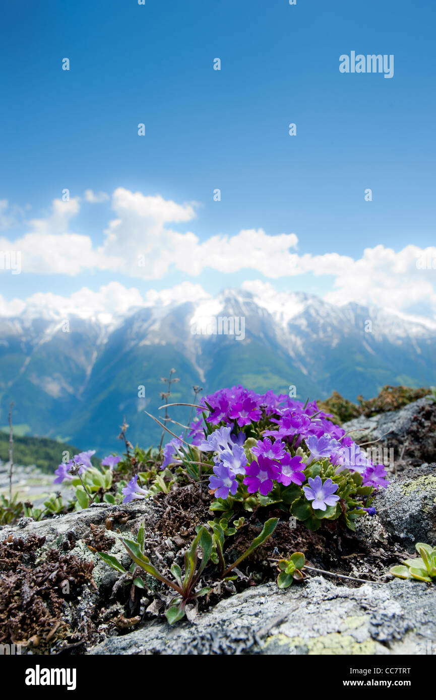 Rosa Alpenblumen im Frühling auf einem Felsen mit Bergpanorama im Hintergrund. Fiescheralp, Wallis, Schweiz Stockfoto