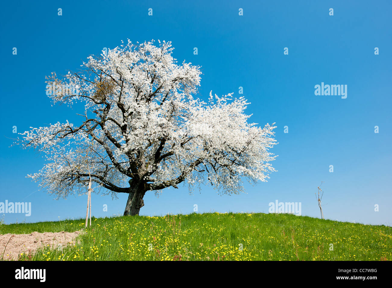 Blühender Baum im Frühjahr auf einem ländlichen Gebiet mit blauem Himmel Stockfoto