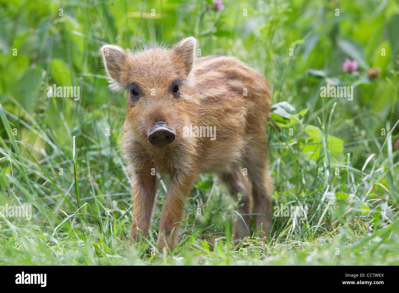 Wildschwein-Ferkel im Wildreservat, Hessen, Deutschland Stockfoto