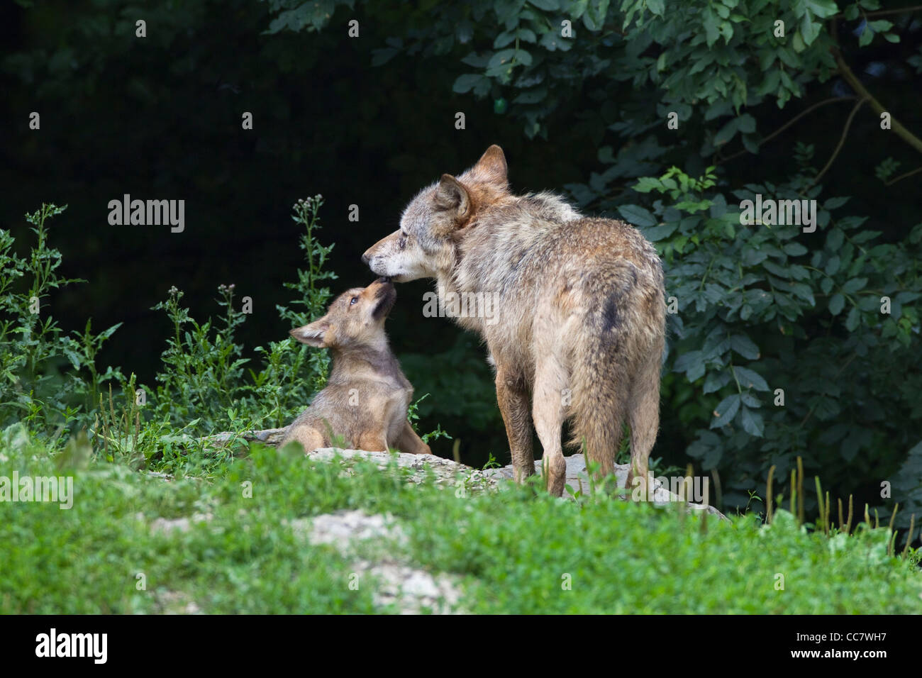 Timber Wölfe in Game Reserve, Bayern, Deutschland Stockfoto