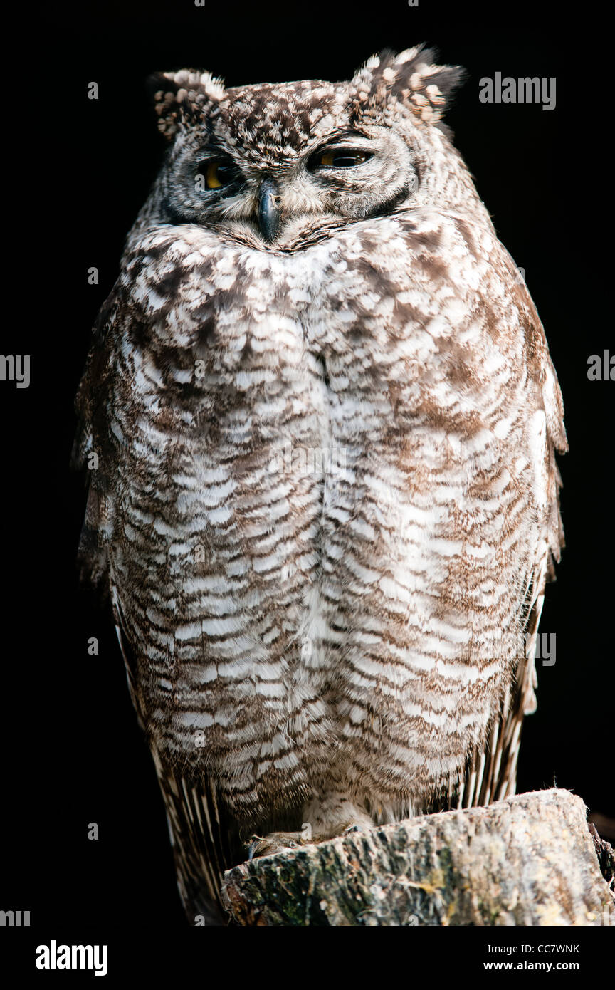 Gefleckte Uhu (lat. Bubo Africanus) Stockfoto