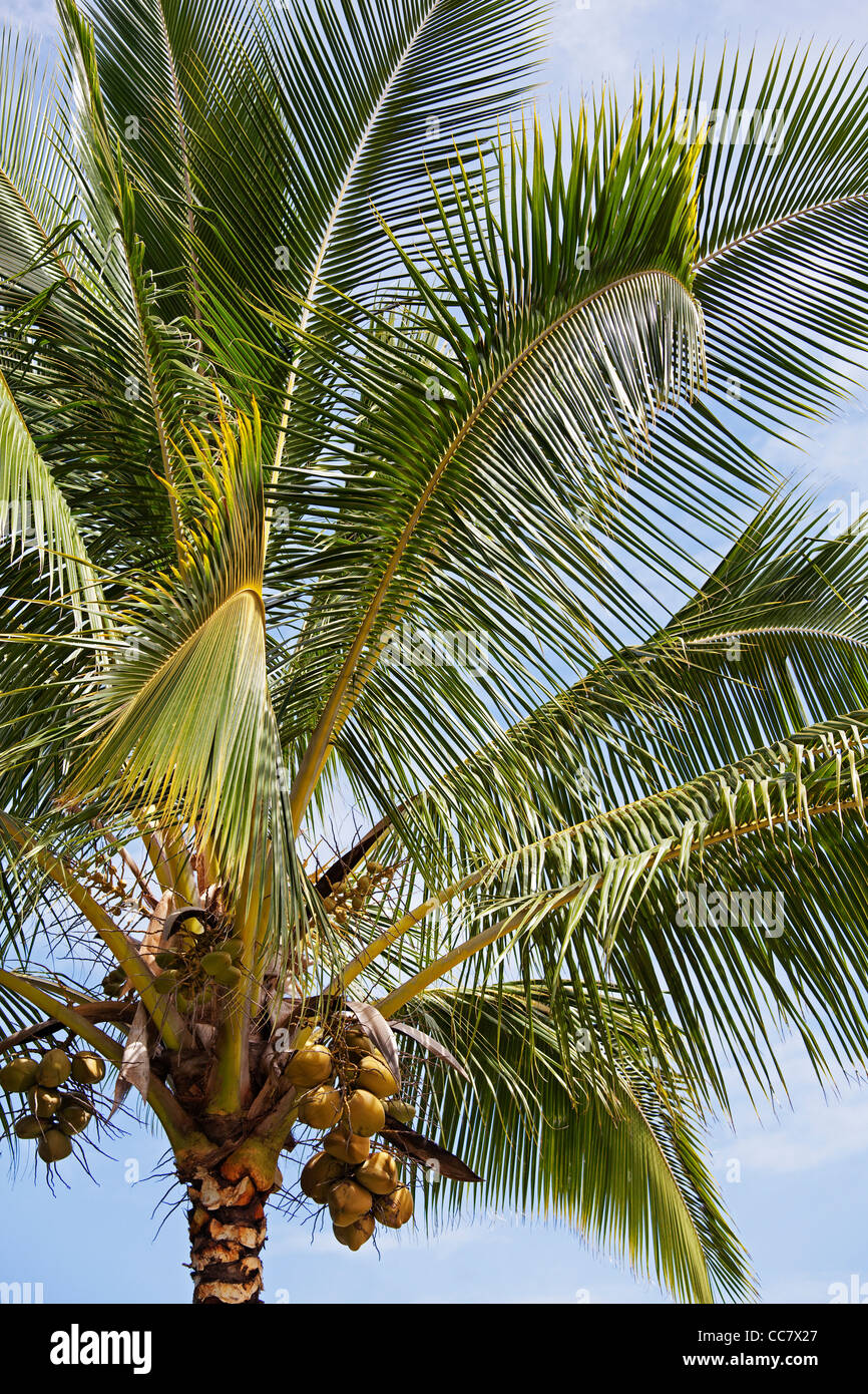 Kokospalme, Kauai, Hawaii, USA Stockfoto