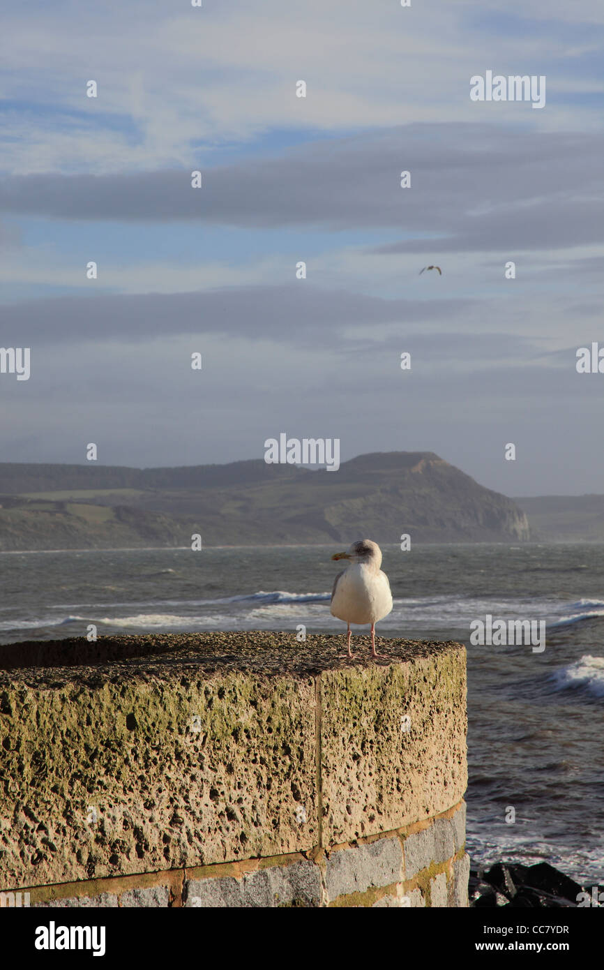 Eine Silbermöwe auf dem Deich in Lyme Regis mit Golden Cap hinaus, Dorset, England, UK Stockfoto