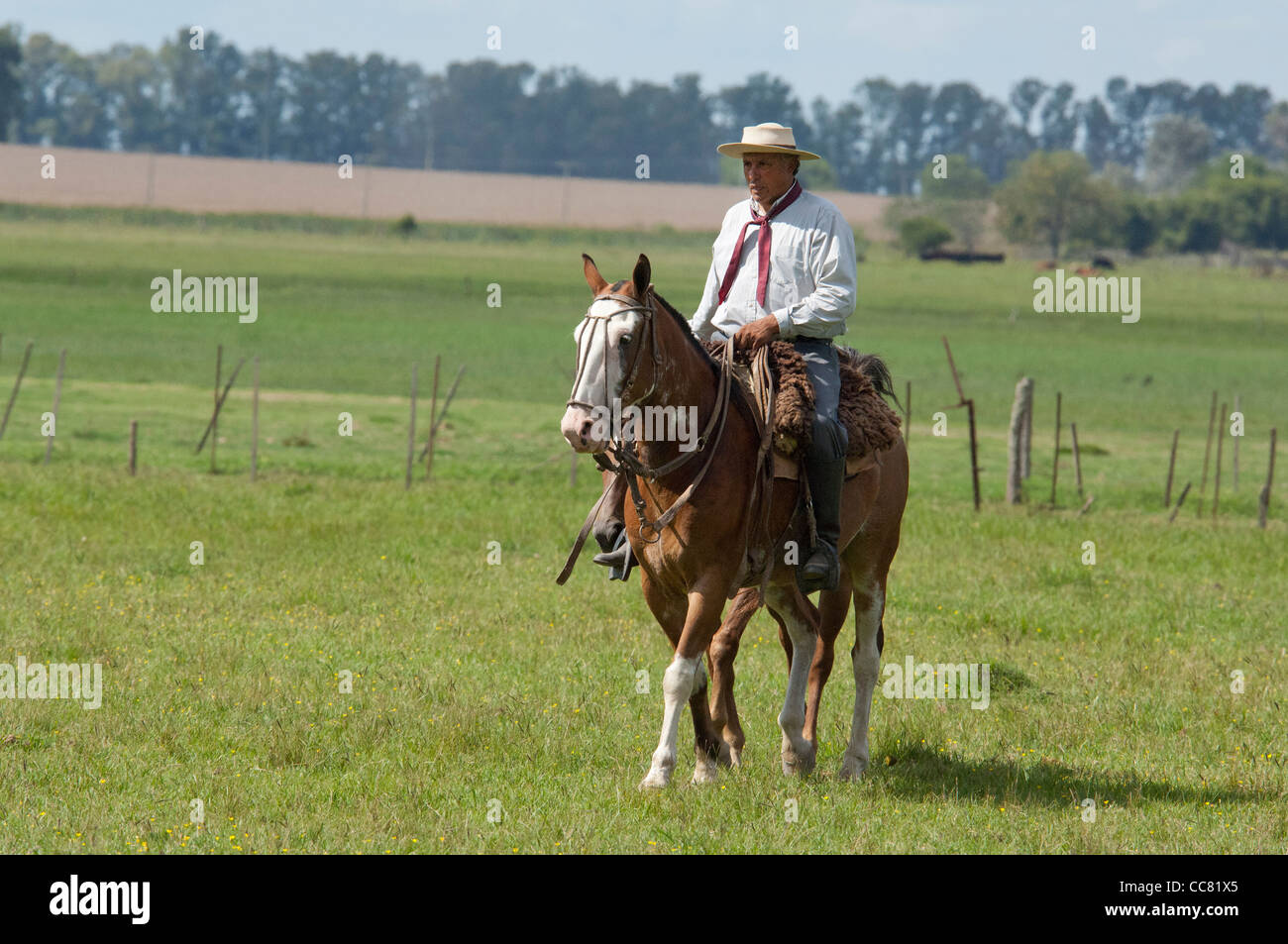 Argentinien, Buenos Aires, San Antonio de Areco. Estancia El ombu de Areco. Typische gaucho Reiter sein Pferd über die Pampas. Stockfoto