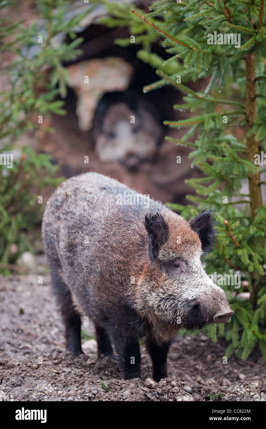 Wildschwein (lat. Sus Scrofa) stehen im Wald Stockfoto