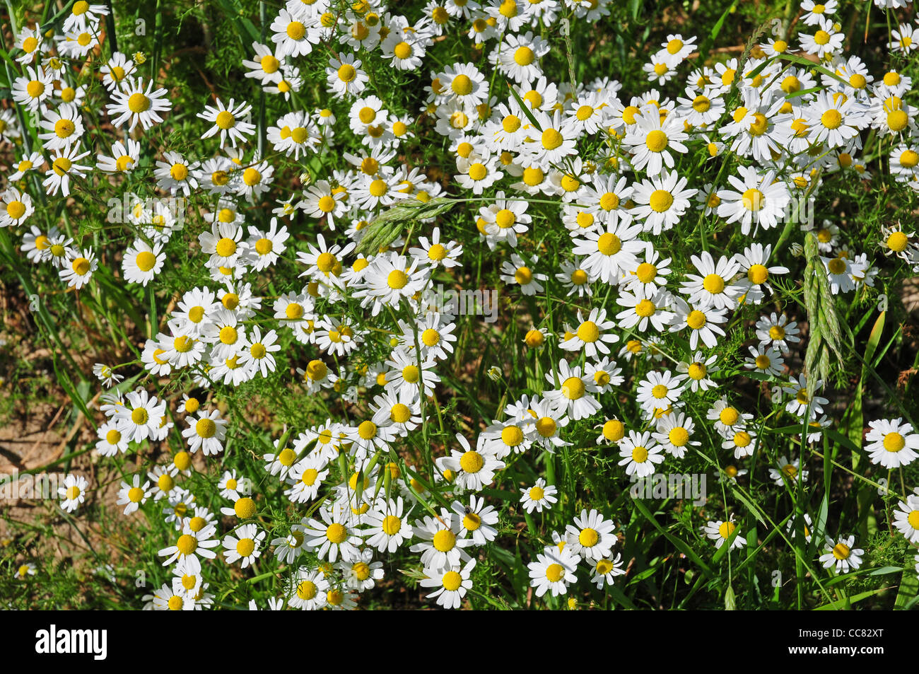 Geruchlos Mayweed. Matricaria Maritima in Feldrand gepflegt für die Tierwelt. Stockfoto