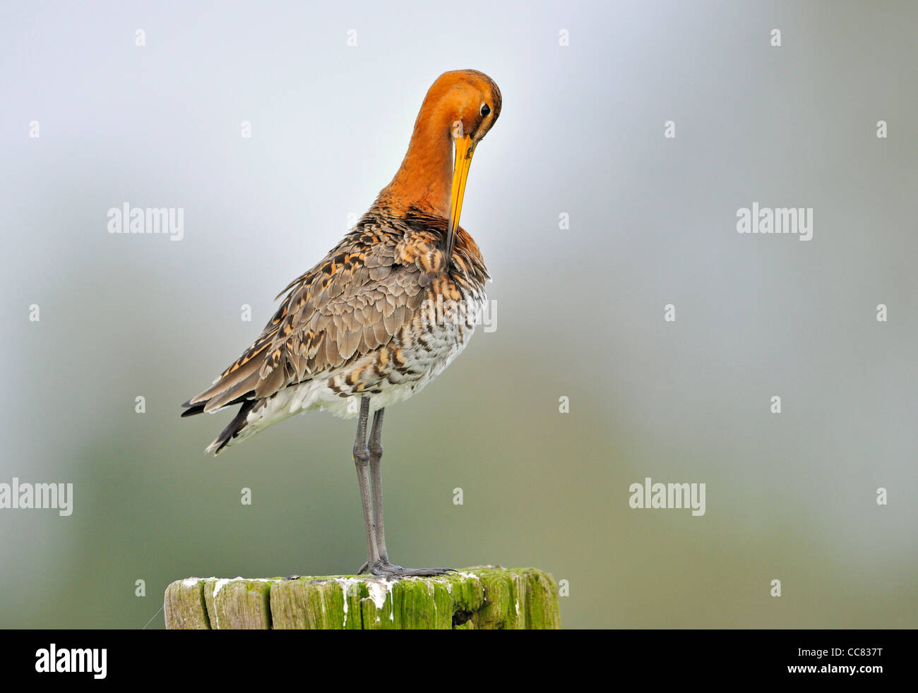 Uferschnepfe (Limosa Limosa) thront auf Zaunpfosten in Wiese seine Federn putzen Stockfoto