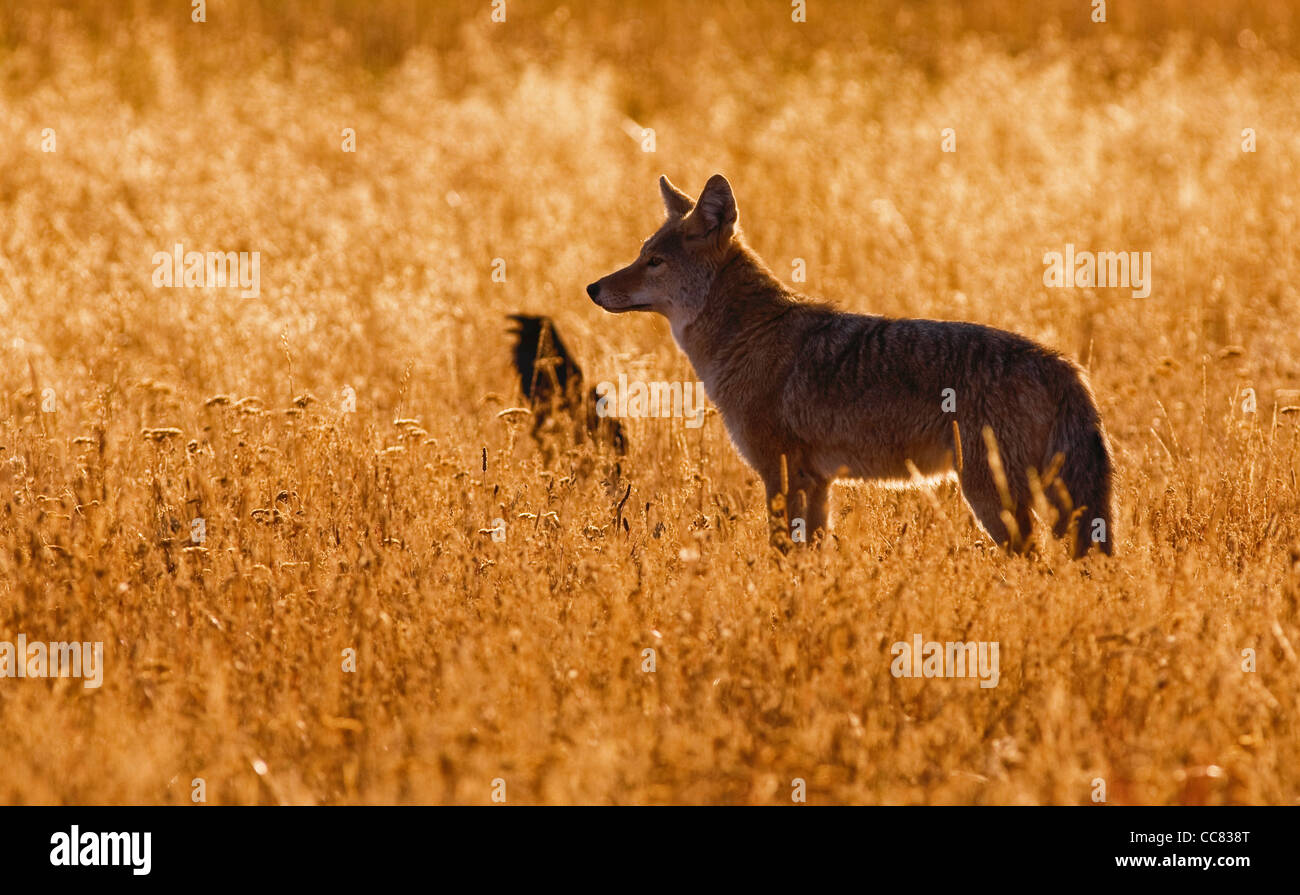 Kojote / Präriewolf (Canis Latrans) und Raven in hohe Gräser stehen bei Sonnenuntergang, Yellowstone-Nationalpark, Wyoming, USA Stockfoto