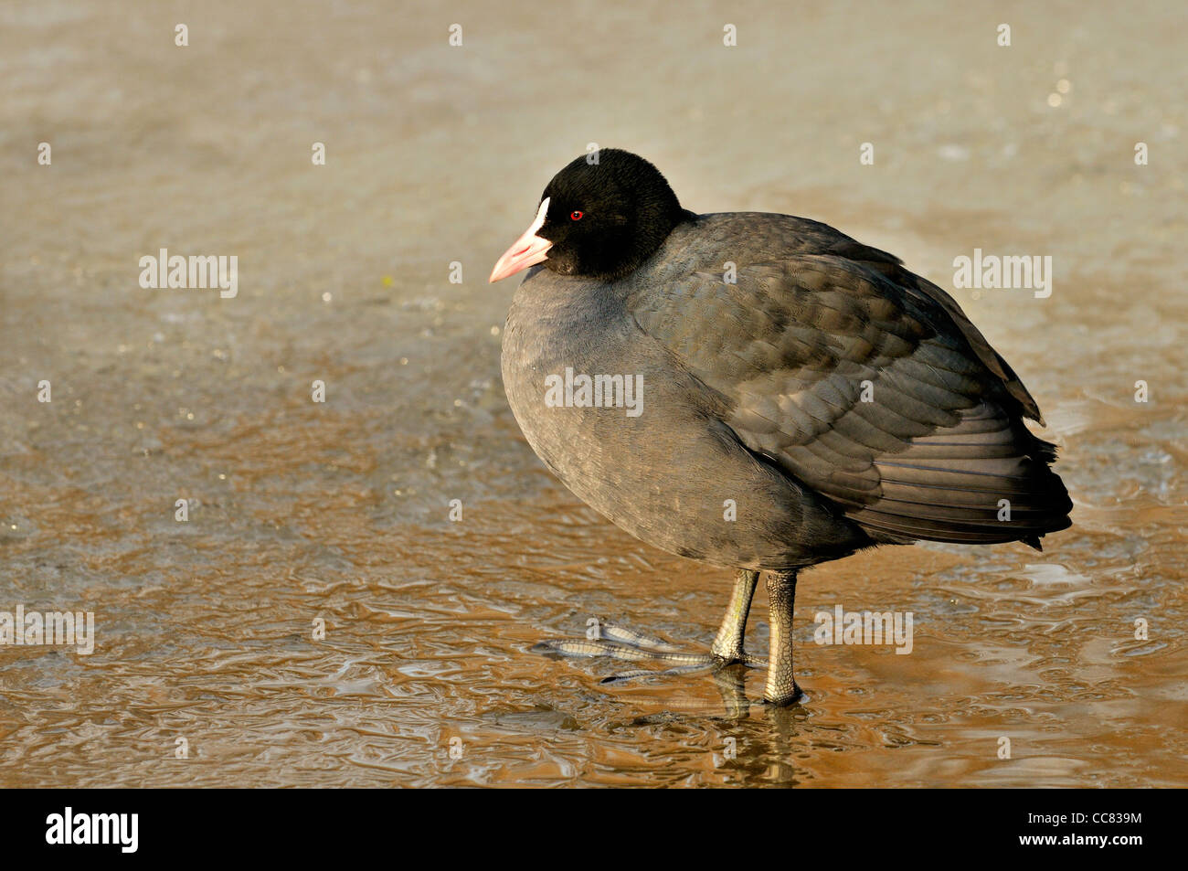 Eurasische Blässhuhn (Fulica Atra) zu Fuß auf dem Eis der zugefrorenen See im winter Stockfoto