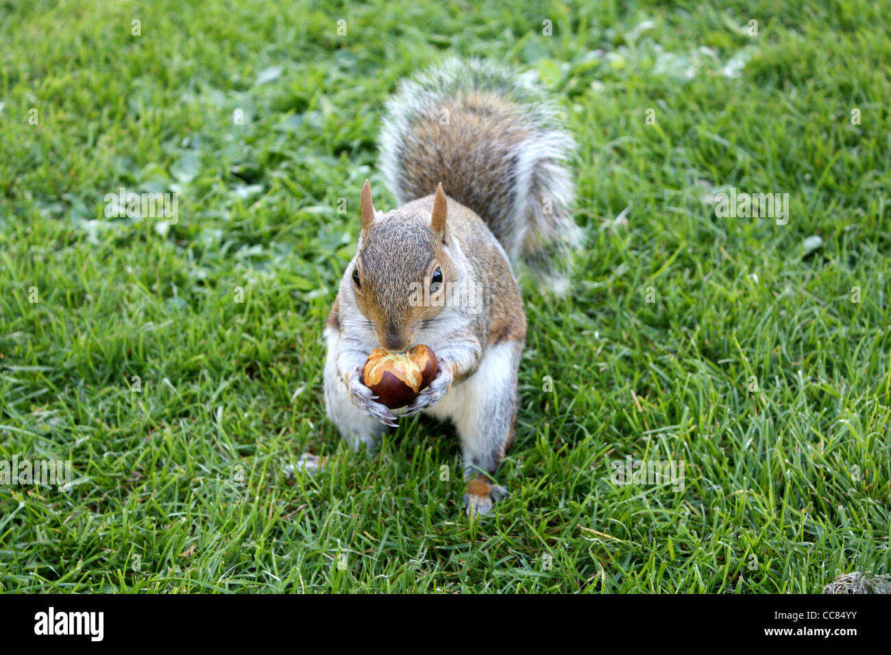 Ein Eichhörnchen Essen eine Nuss Stockfoto