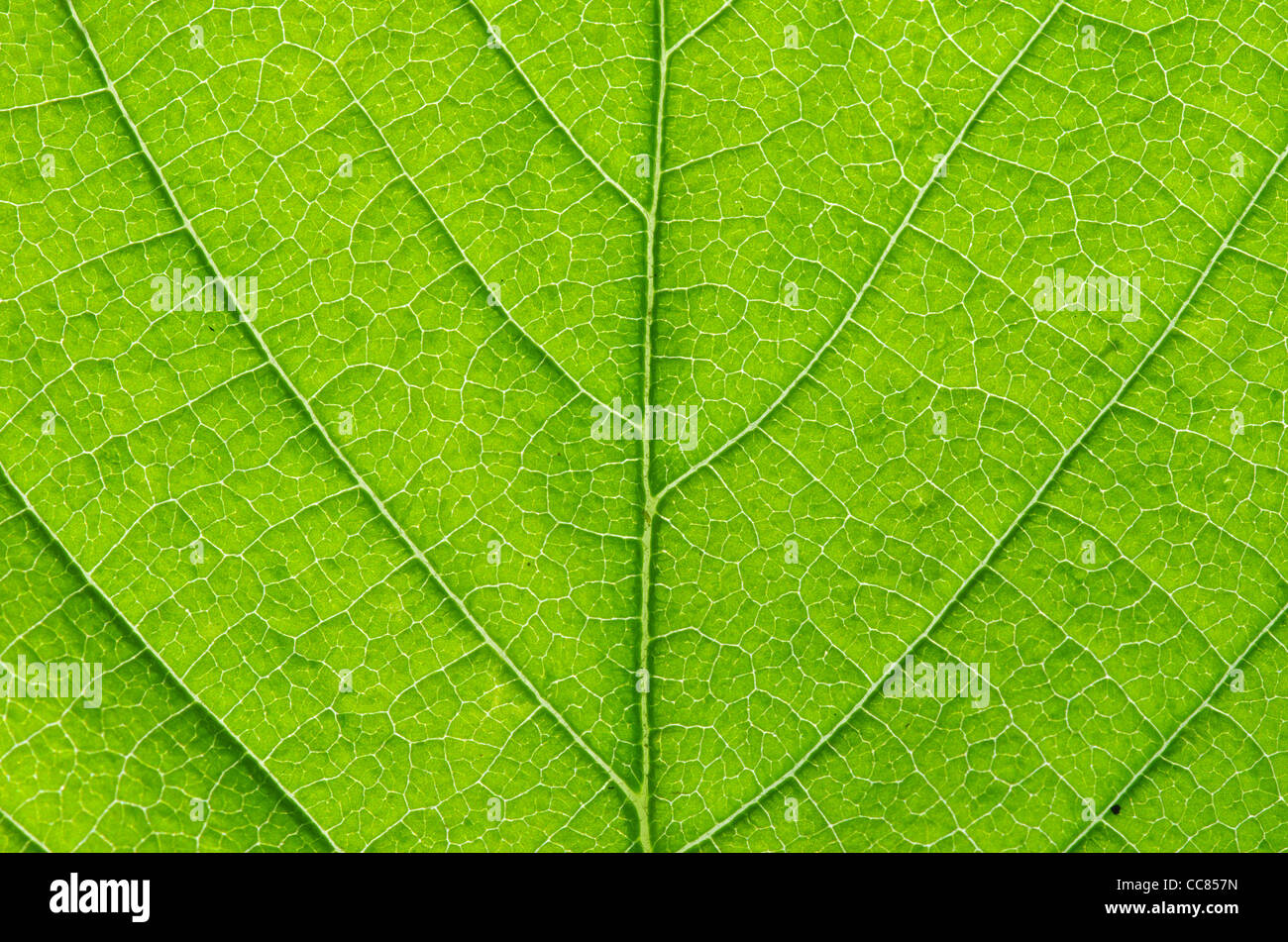 Struktur des Blattes natürlichen Hintergrund Stockfoto