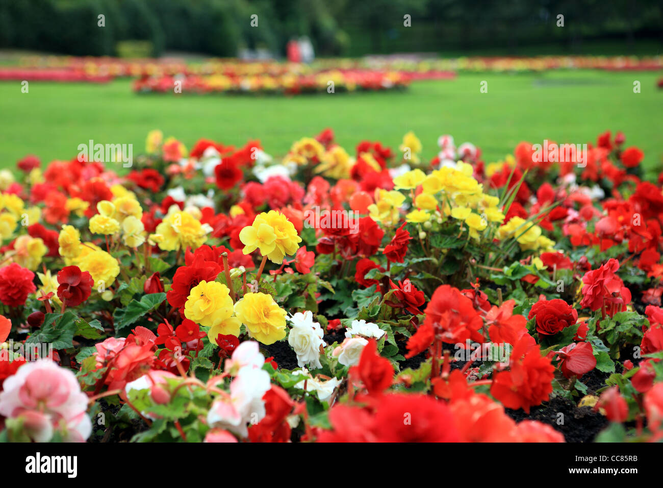 Formale Blumenbeete im Victoria Park in Glasgow Stockfoto