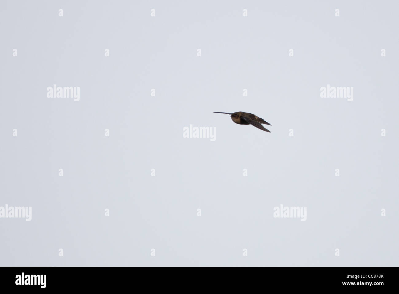 Palau-Salangane (Aerodramus Pelewensis), eine endemische Art, im Flug über die Insel Peleliu in die Republik Palau. Stockfoto