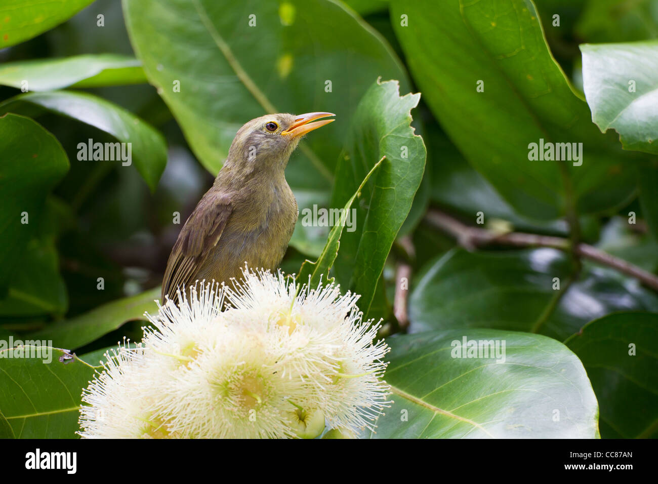 Riesen White-eye (Megazosterops Palauensis), eine vom Aussterben bedrohte endemische nach Palau Stockfoto