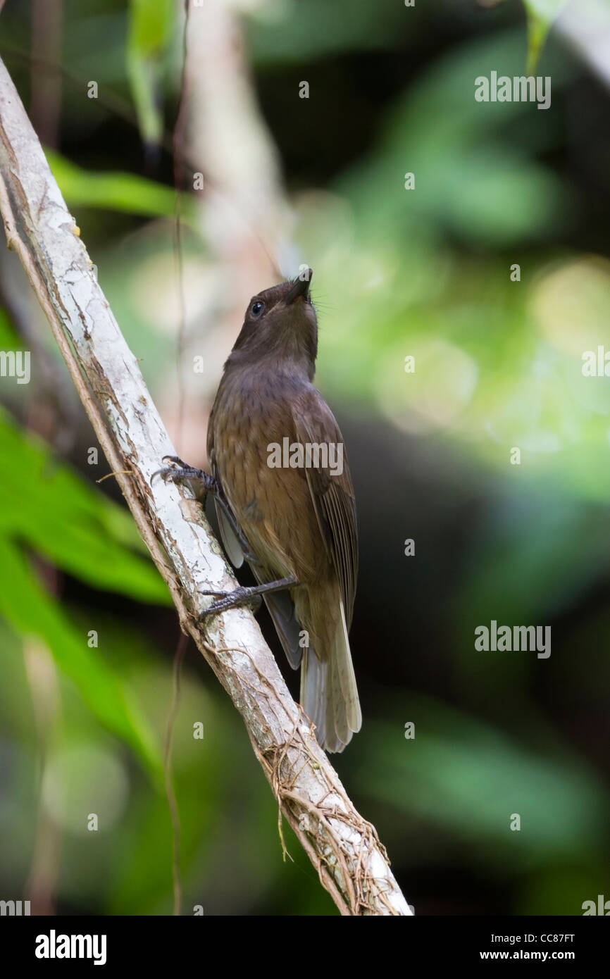 Morningbird (Colluricincla Tenebrosa), eine endemische Art, Palau, Nahrungssuche auf Peleliu in die Republik Palau. Stockfoto