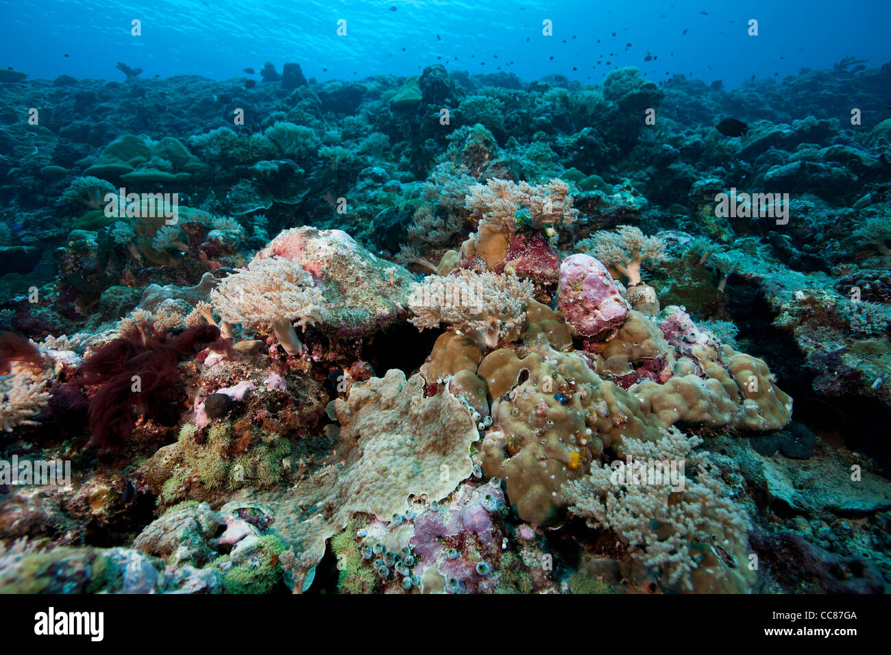 Ein tropisches Korallenriff vor den Inseln von Palau in Mikronesien. Stockfoto