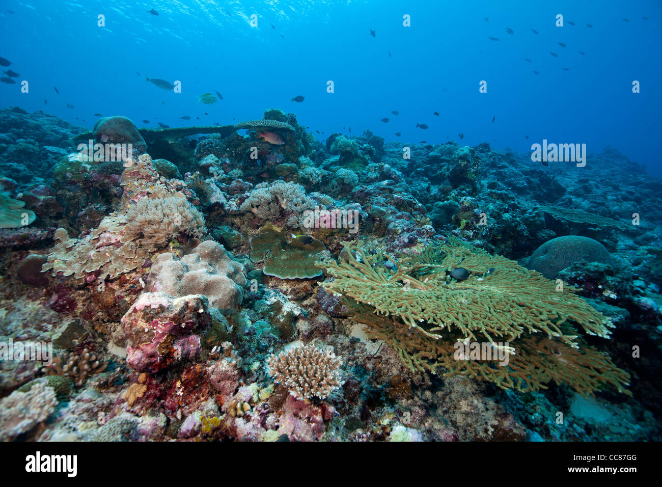 Ein tropisches Korallenriff vor den Inseln von Palau in Mikronesien. Stockfoto