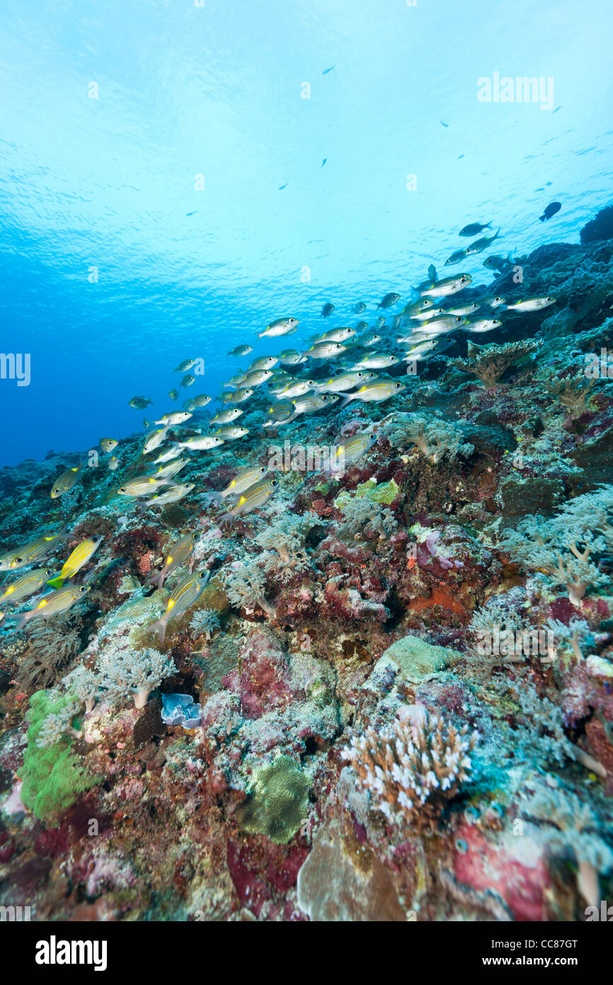 Large-Auge Streifenbrassen (Gnathodentex Aureolineatus) an einem tropischen Korallenriff vor den Inseln von Palau in Mikronesien. Stockfoto