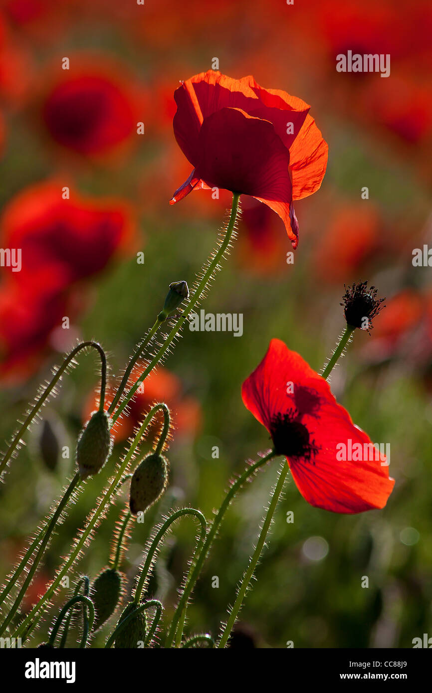schöne rote Mohn Blumen auf einem Mohnfeld Stockfoto