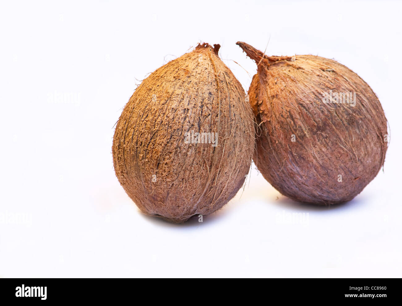 Nahaufnahme von zwei Kokosnüssen auf weißem Hintergrund Stockfoto