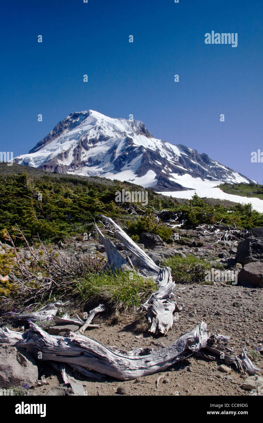 Blick auf Mt. Hood Oregons Stockfoto