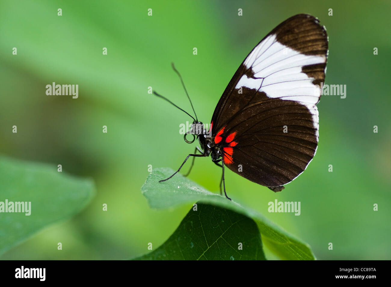 Tropischer Schmetterling Heliconius auf grünem Hintergrund Stockfoto