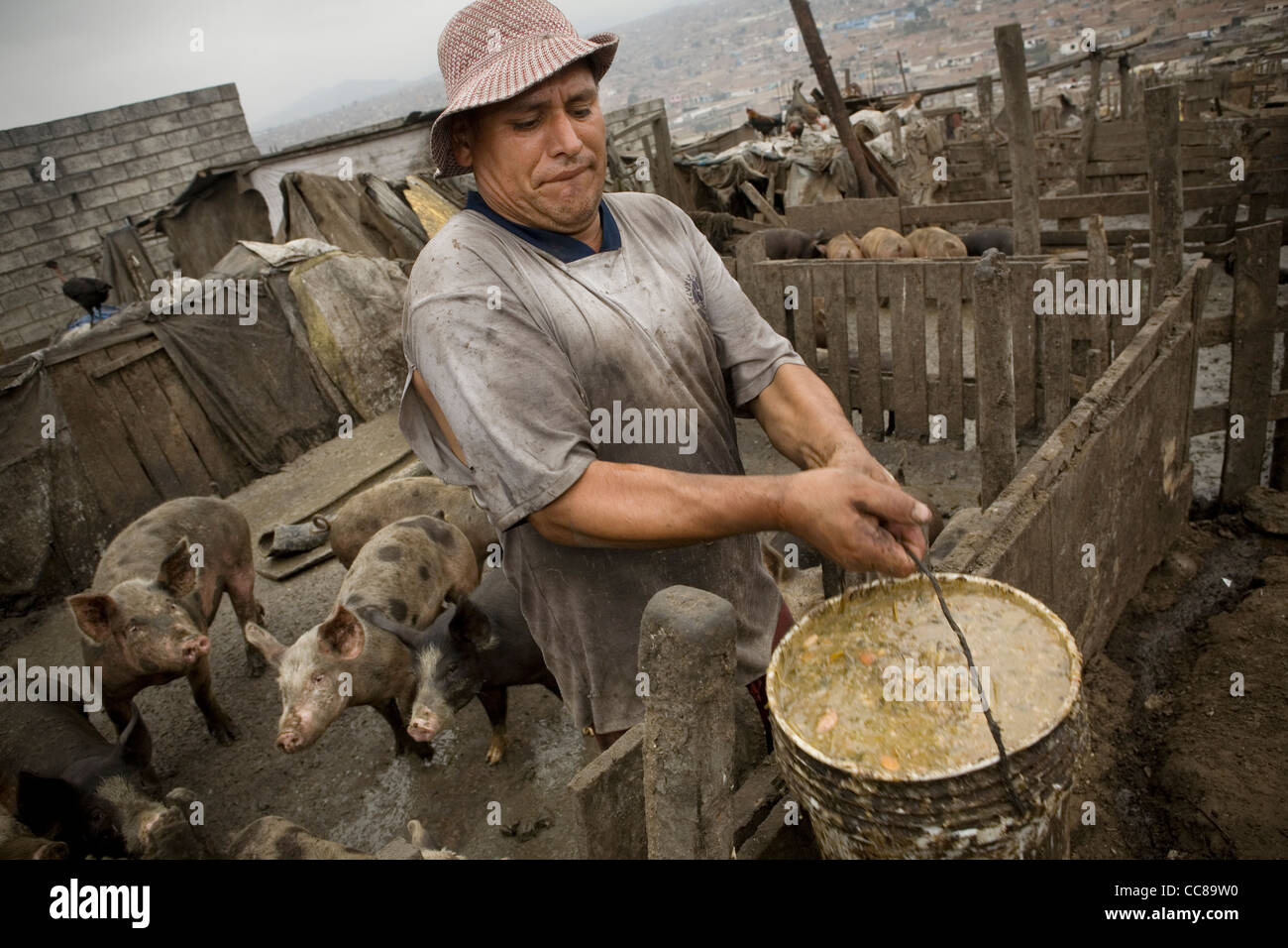 Ein Schweinezüchter füttert seine Schweine in Pueblo Joven von Villa El Salvador in Lima, Peru, Südamerika. Stockfoto