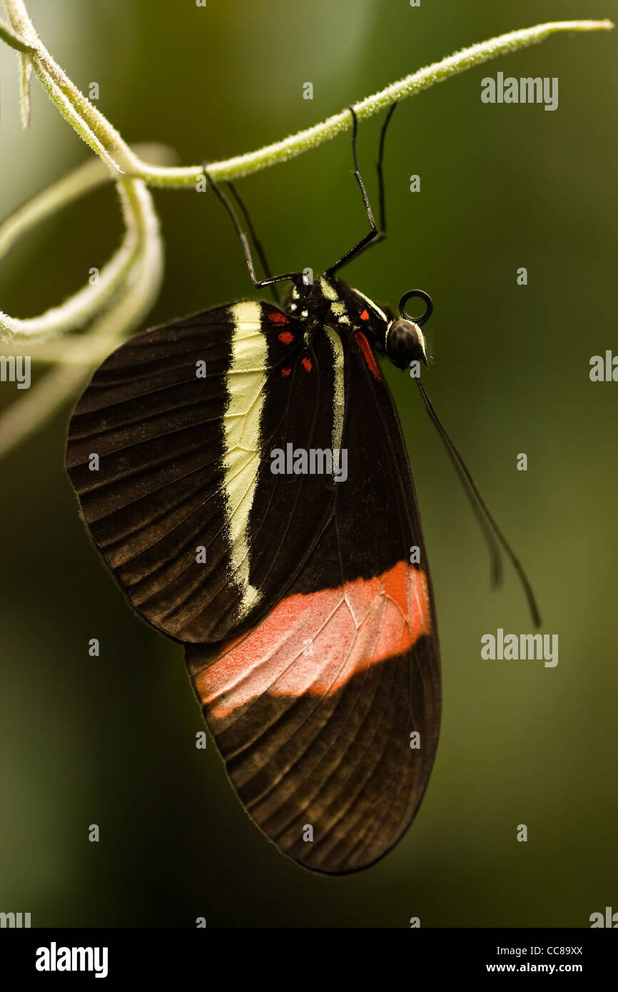 Schmetterling "der Postmann" oder Heliconius Melpomene Amaryllis an spanischem Moos hängen und Ruhe für die Nacht Stockfoto