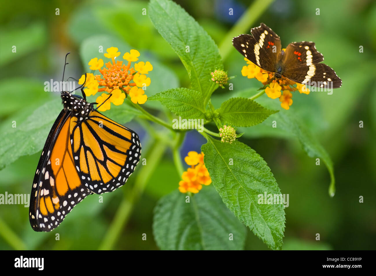 Monarch-Schmetterling oder Danaus Plexippus immer Nektar von Lantana Camara oder spanische Flagge Stockfoto