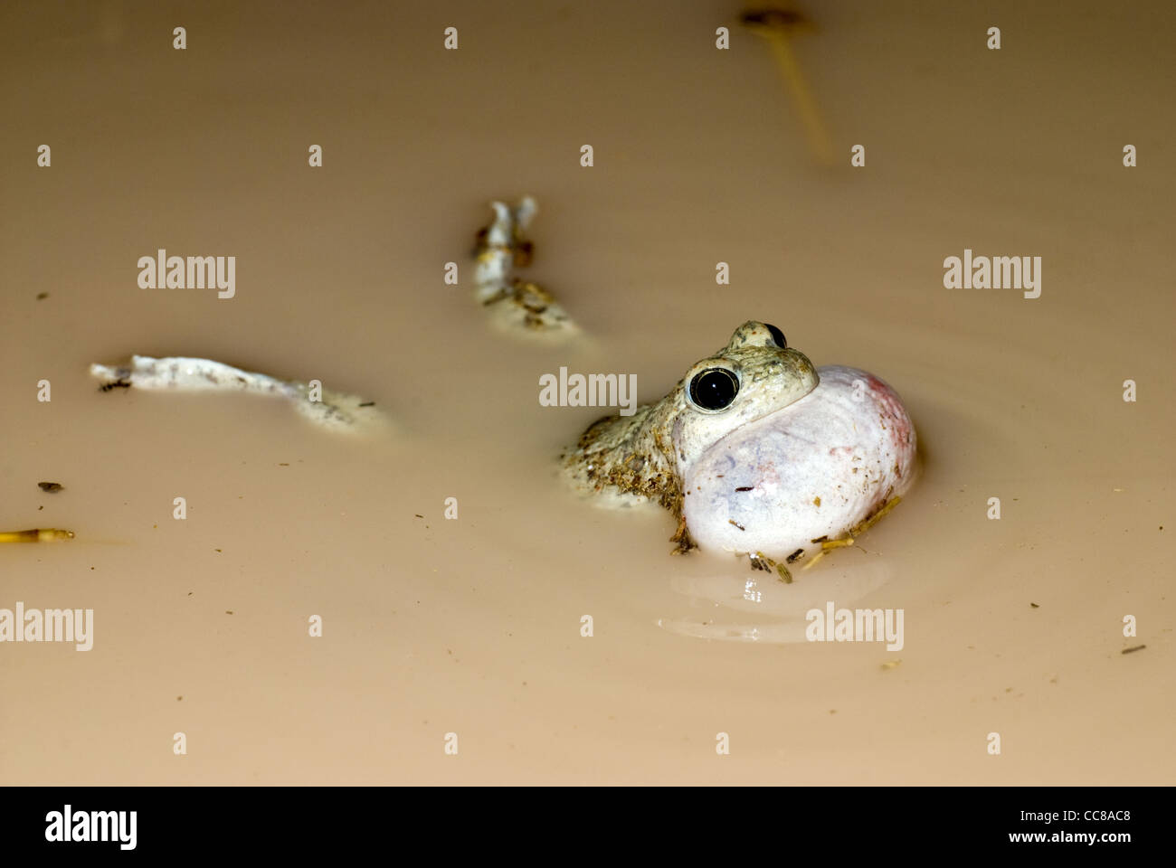 Rufen männliche Chihuahuan Wüste katzenähnliche, (Spea Multiplicata Stagnalis), in einem ephemeren Teich in Valencia County, New Mexico. Stockfoto