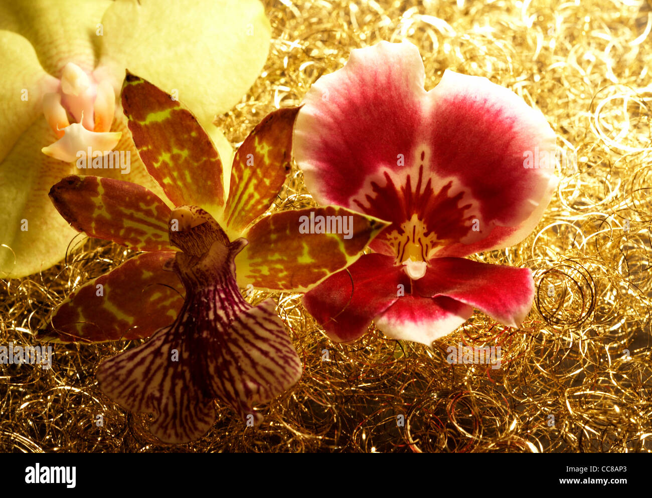 Orchidee blüht in dekorative goldene Rücken Stockfoto