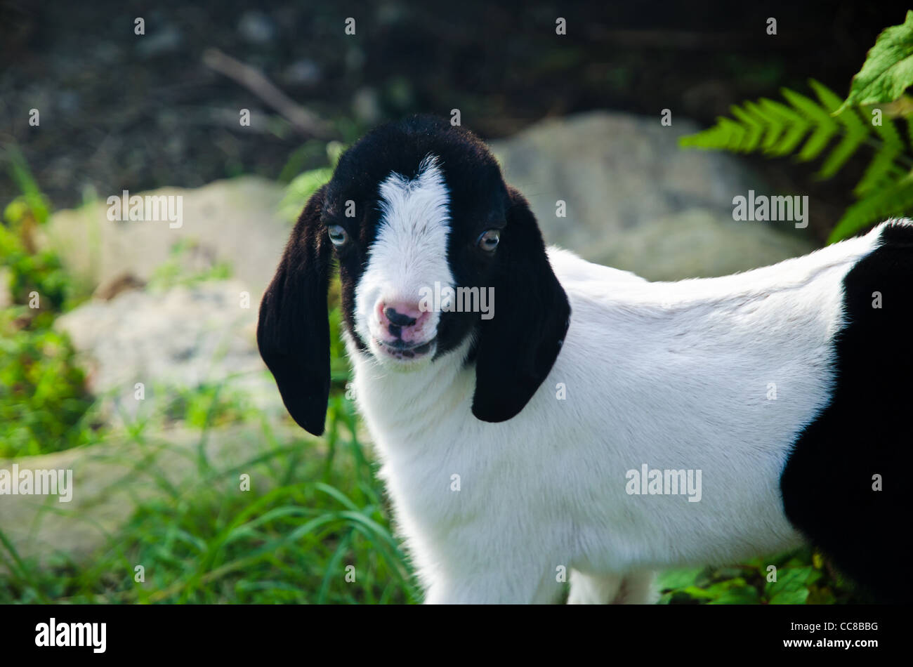 Lustige sehr junges Kind (Ziege) auf verschwommene grün Hintergrund Stockfoto
