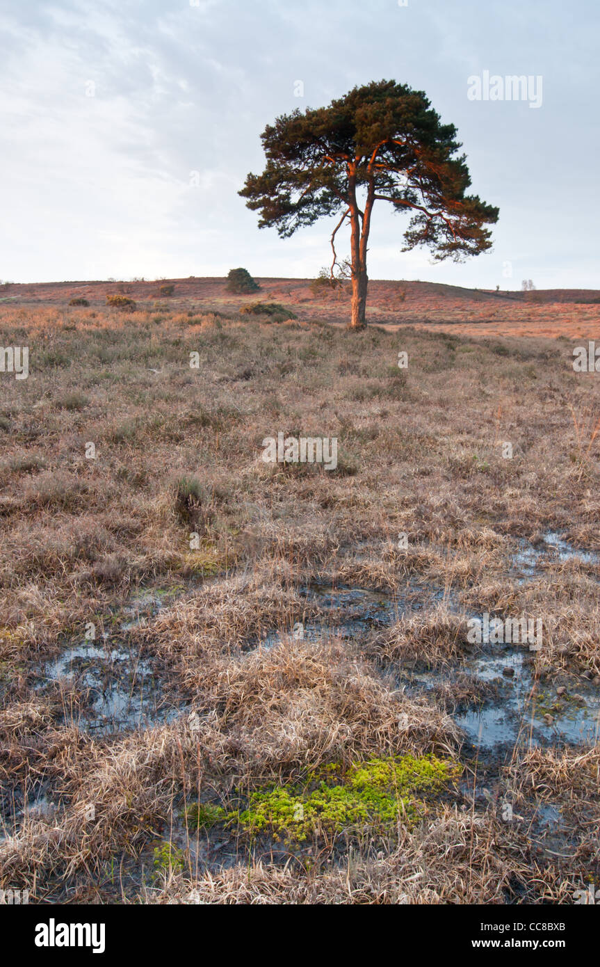New Forest, Hampshire, UK Stockfoto