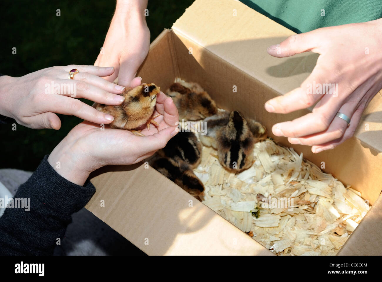 Umgang mit Küken als ein Poultryman gibt einen Vortrag über Hühnerhaltung in einem Kleinbetrieb-Kurs bei Daylesford Organic Farm Stockfoto